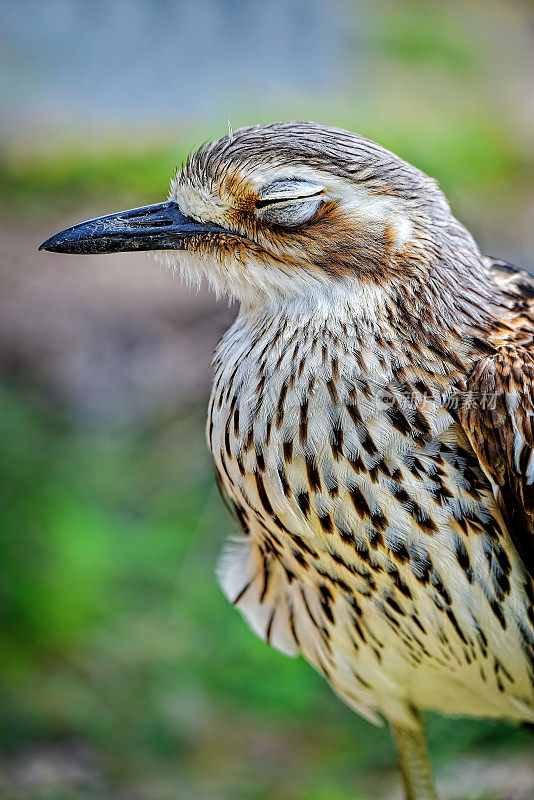 灌木石鸻(Burhinus grallarius)